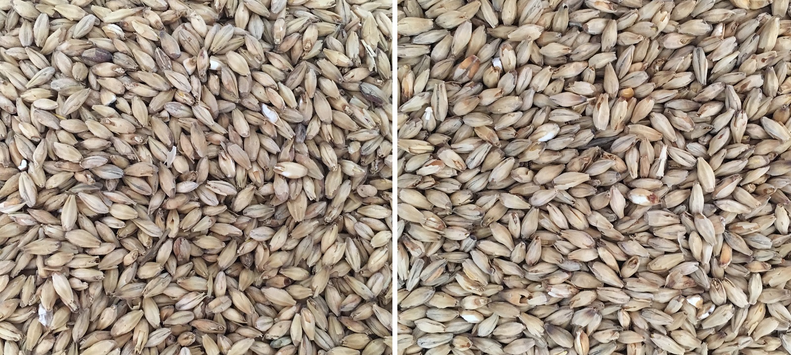 exBEERiment Grain Comparison 2 Row Pale Malt vs. 6 Row Pale