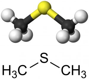 06_DMS_chem1