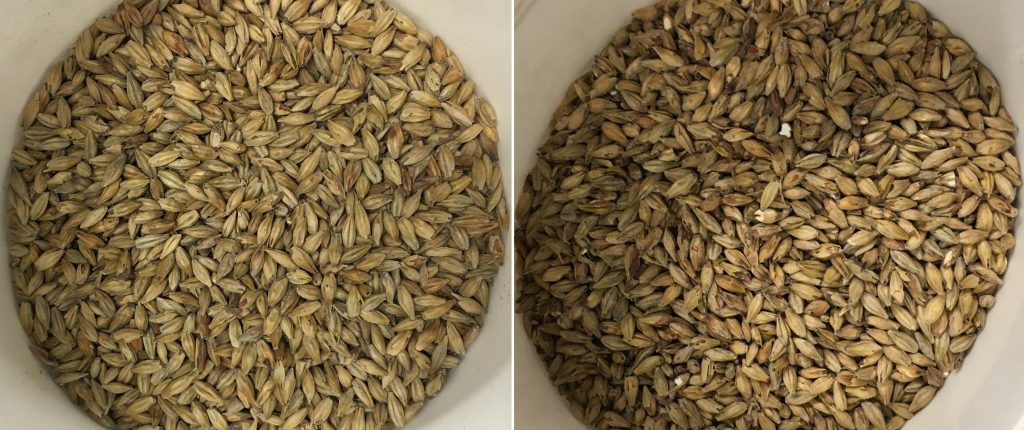 Left: Melanoidin malt | Right: Honey malt