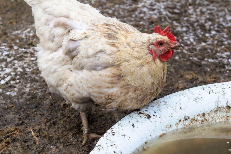 Chicken drinking water in cold weather