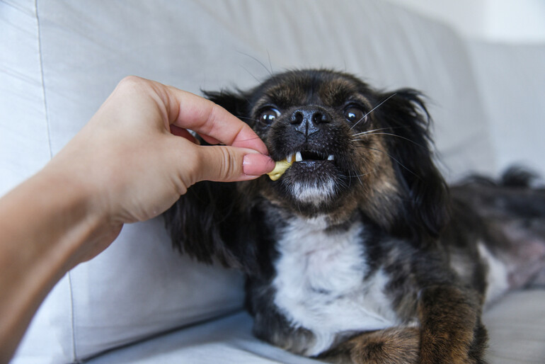 A woman feeding CBD chews to her dog for improved health