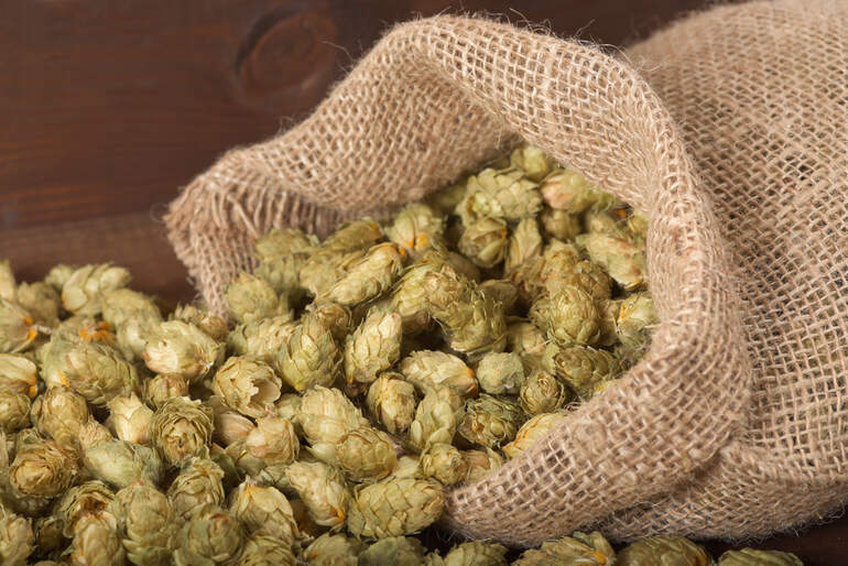 A burlap sack filled with dried hop cones
