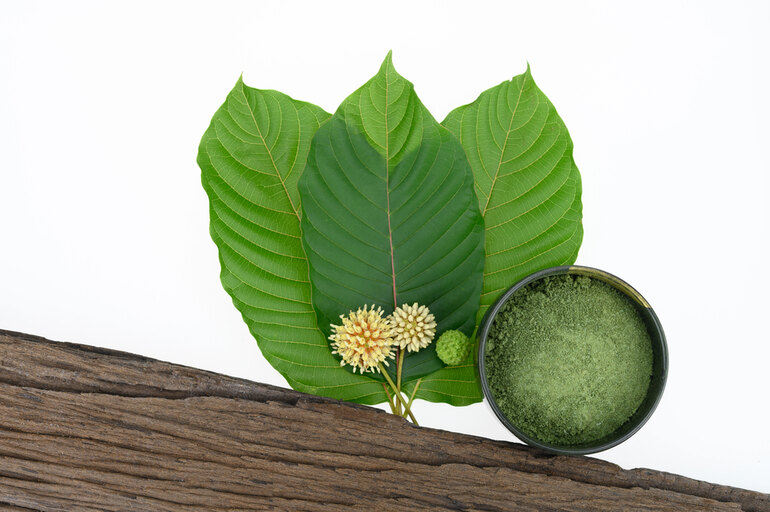 Fresh Maeng Da kratom leaves, flowers, and finely ground green powder